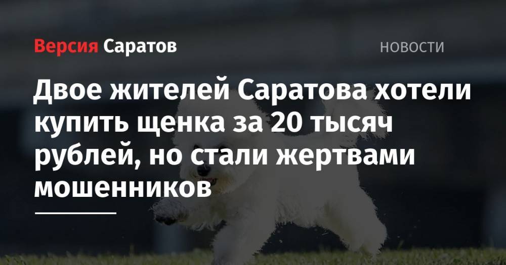 Двое жителей Саратова хотели купить щенка за 20 тысяч рублей, но стали жертвами мошенников