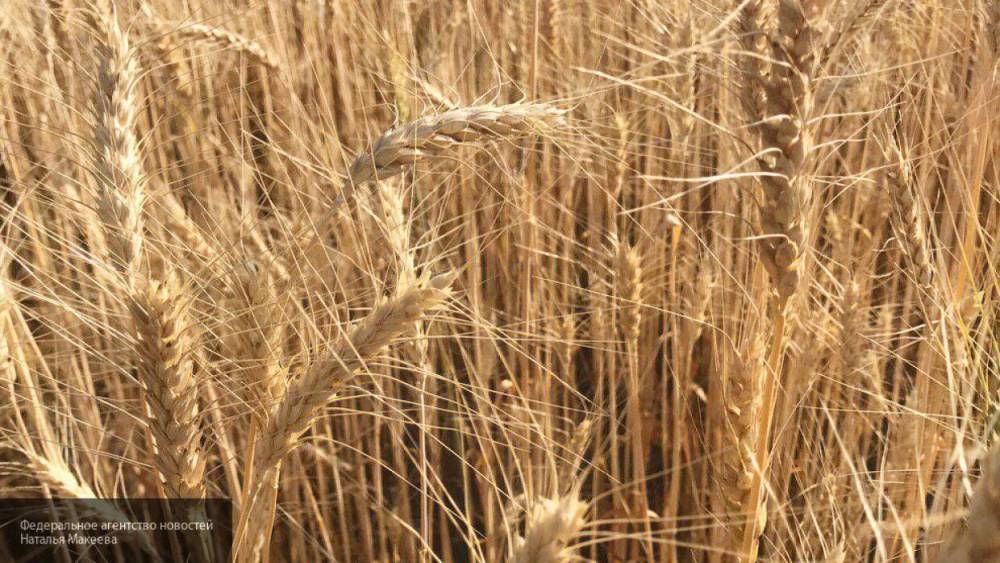 КНДР получит от России 25 тысяч тонн зерна в качестве гуманитарной помощи