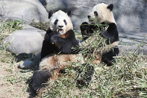 Канадский зоопарк вернет Китаю панд из-за нехватки бамбука