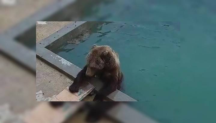Медведь Мансур открыл купальный сезон, несмотря на похолодание