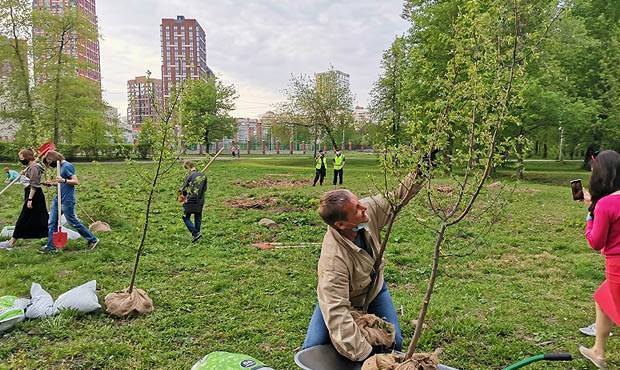 В Екатеринбурге эко-активисты высадили деревья вместо вырубленных, а их обвинили к экологическом экстремизме