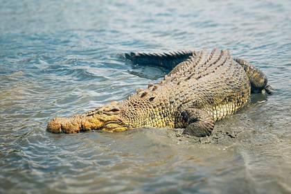 Крокодилы атаковали затопленные села и покалечили четырех человек