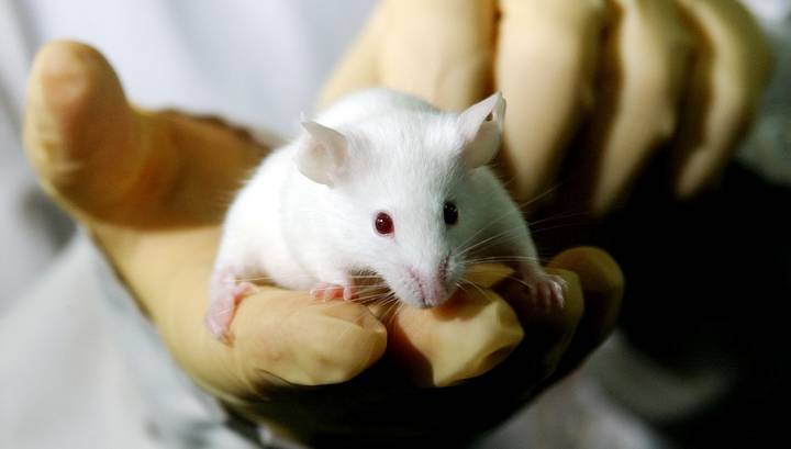 Благоговение и тревога: Путин надеется, что "гуманизированные мышки" останутся под контролем генетиков