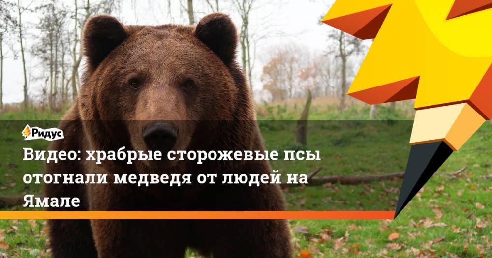 Видео: храбрые сторожевые псы отогнали медведя от людей на Ямале