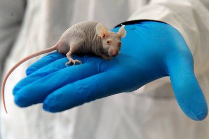 Путин испытал «благоговение и тревогу» от новости о мышах с человеческими генами