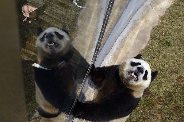 В Китае на «ковид» проверили панд