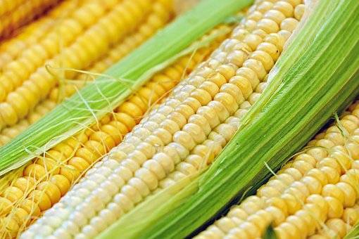 Площадь посевов кукурузы выросла на 25 процентов в Подмосковье