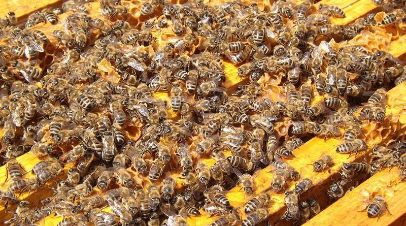 В США агрессивный рой пчел убил трех собак