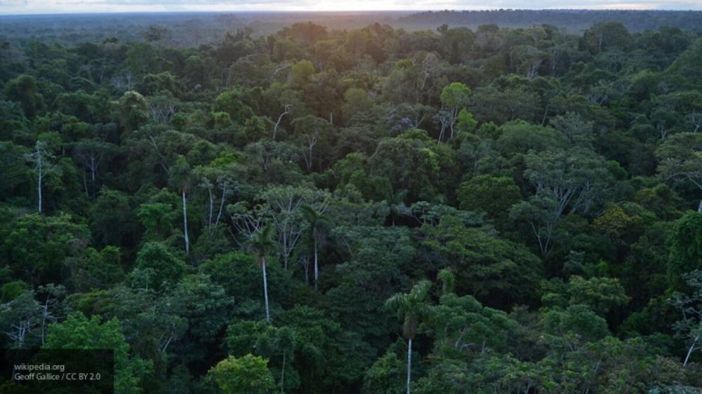Эколог Дэвид Лапола предрек приход новой пандемии из Амазонии