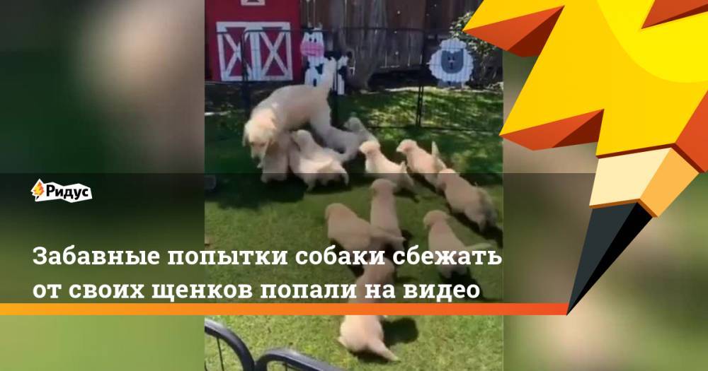 Забавные попытки собаки сбежать от своих щенков попали на видео