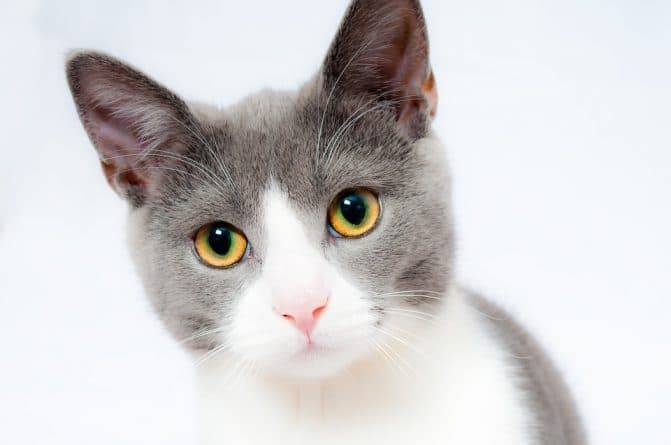Кошки могут быть бессимптомными переносчиками коронавируса