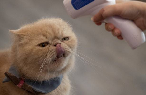 Кошки оказались способны заражать друг друга коронавирусом