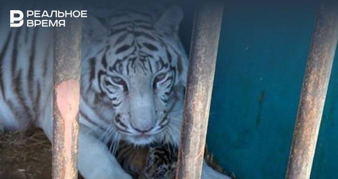 Появились видео новорожденных тигрят из зоопарка в Альметьевске