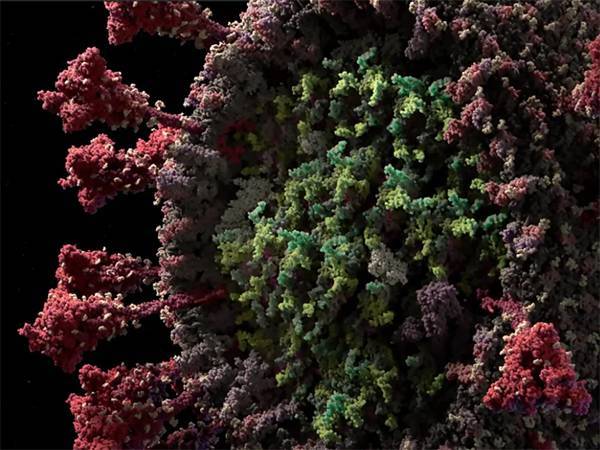 Взглянуть в лицо врагу: российская студия создала самую достоверную 3D-модель коронавируса