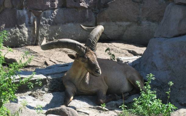 Десять дагестанских туров появились на свет в Московском зоопарке