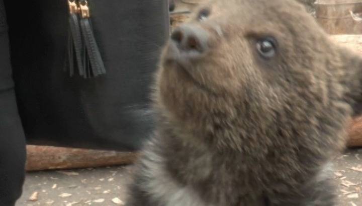 Двухмесячного медвежонка приютил житель Усть-Кута