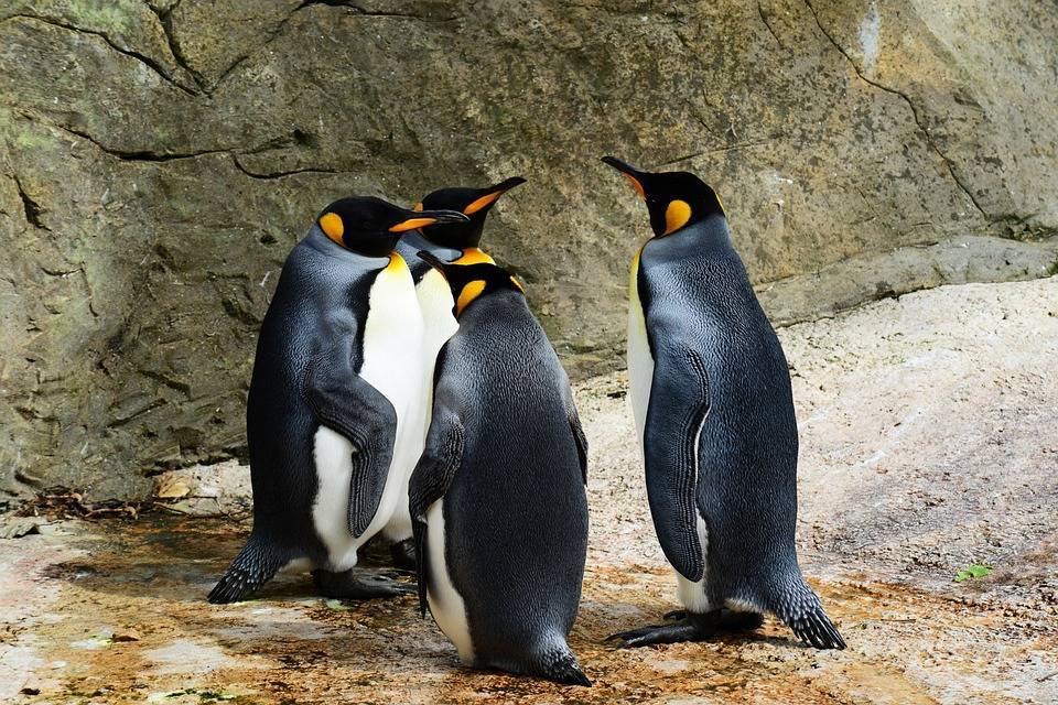 В Антарктиде ученых одурманило из-за фекалий пингвинов - Cursorinfo: главные новости Израиля
