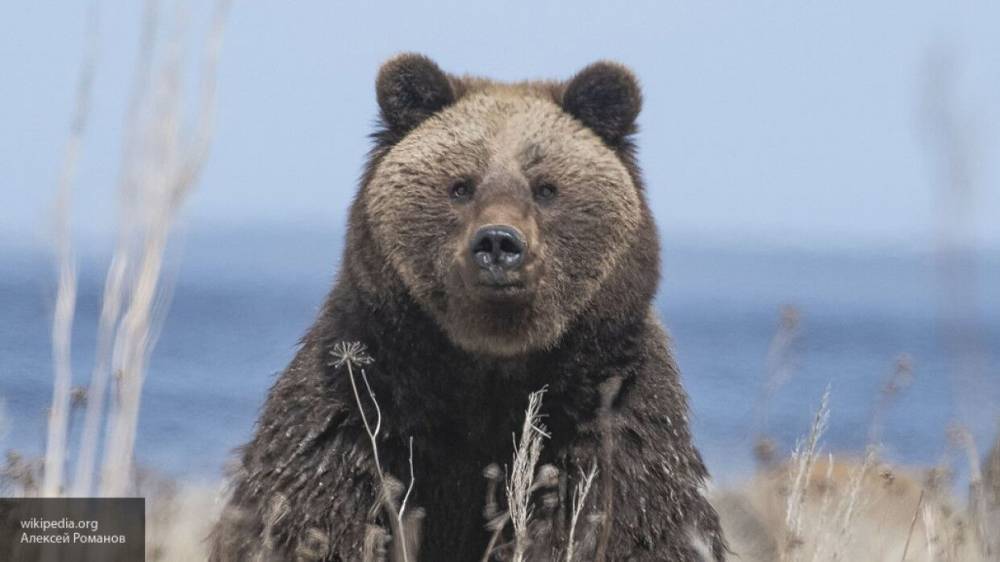 Видео с нападением медведя на машины охотников под Магаданом появилось в Сети