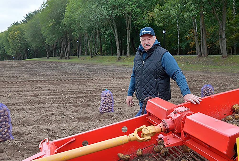 "Надо посеять побольше": Лукашенко нашел спасение в картошке