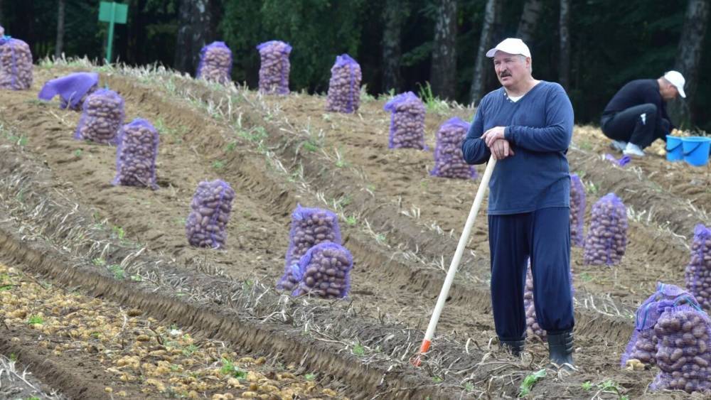 Лукашенко отыскал в картошке спасение для белорусской экономики