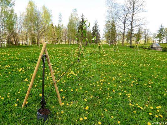 Латвийское Резекне отметило 75-летие разгрома нацизма посадкой деревьев