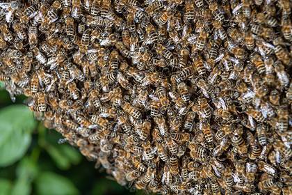 Агрессивные пчелы до смерти искусали трех собак