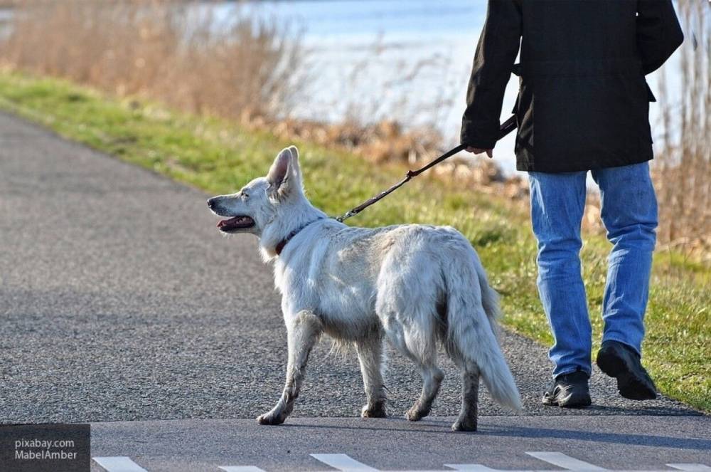 Первый случай заражения COVID-19 собаки и трех кошек от хозяев выявили в Нидерландах