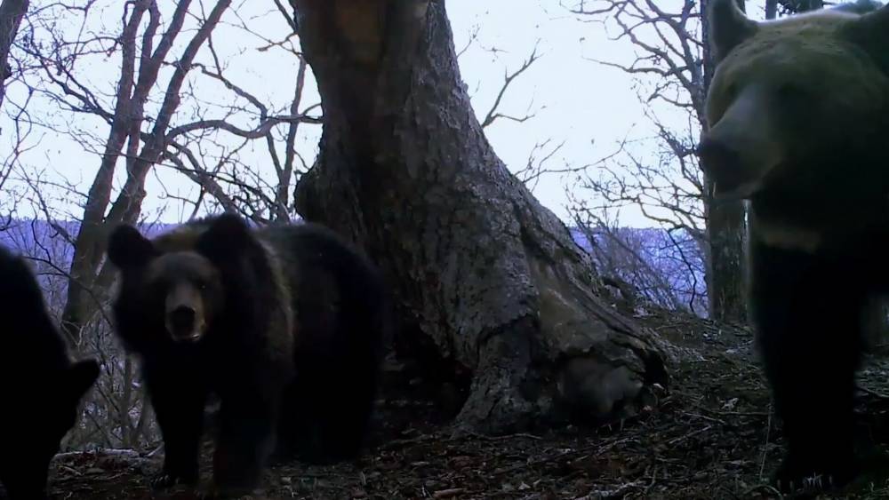Медвежата попали в фотоловушку нацпарка в Приморье.