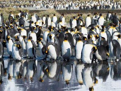 У исследователей случился «сдвиг по фазе» из-за веселящего газа в фекалиях пингвинов