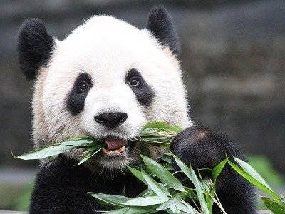 Австралийский зоопарк вернет Китаю двух панд из-за дефицита свежего бамбука