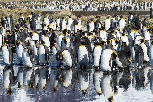 В Антарктиде ученых одурманило из-за фекалий пингвинов
