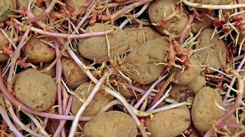 Врач предупредила россиян об опасности поедания старого картофеля