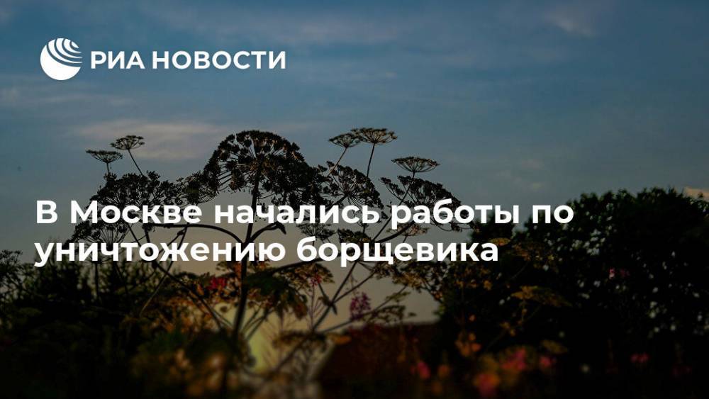 В Москве начались работы по уничтожению борщевика