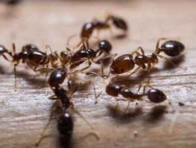 COVID-19: В Facebook набирает популярность группа, где пользователи притворяются колонией муравьев