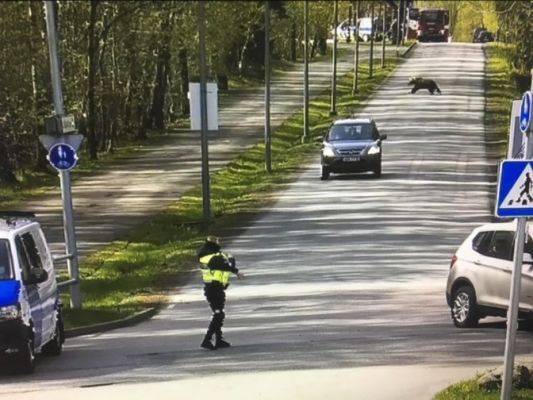 Медведей, гулявших по улицам Таллина, поймать так и не удалось