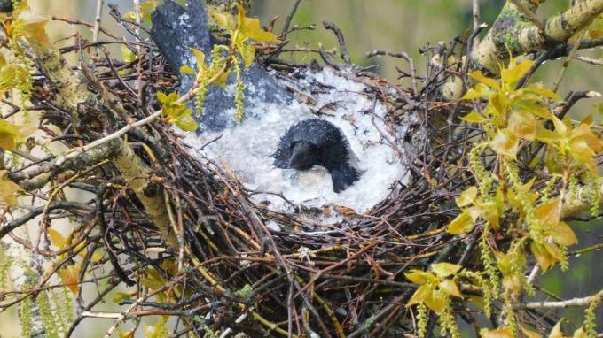 Материнский инстинкт: петербуржцы заметили ворону, укрывающую гнездо от непогоды