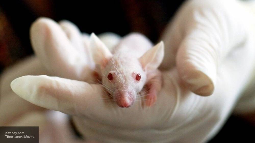 Ученые используют мышей для создания вакцины