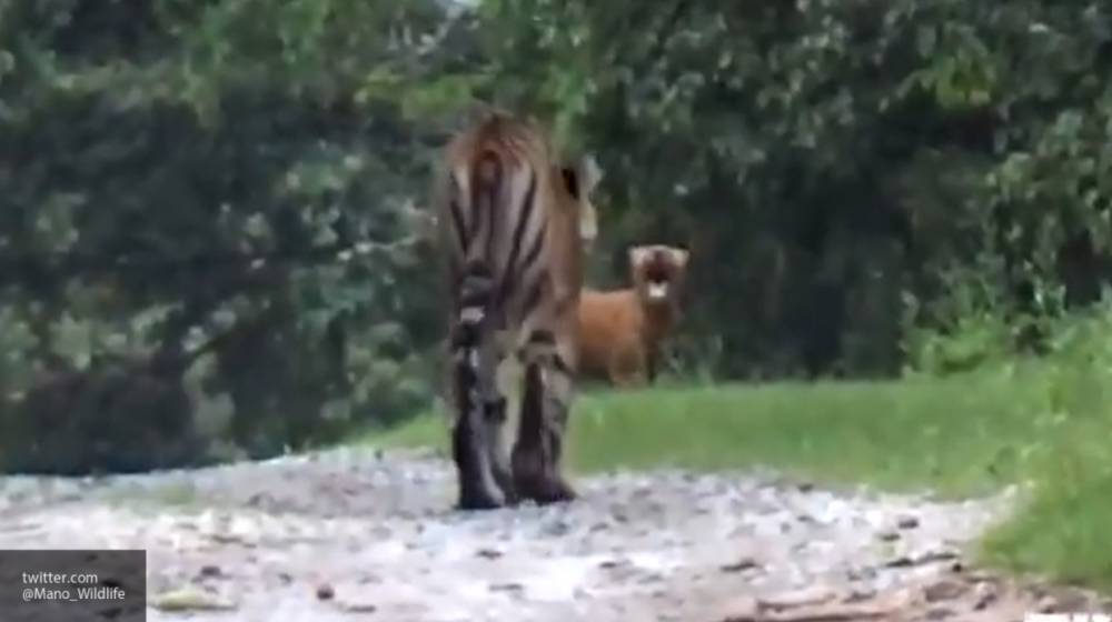 В Сети появилось видео погони тигра за вопящим волком