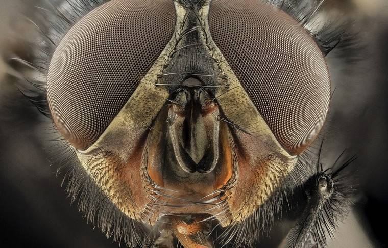 Биолог рассказала об опасности мух и борьбе с ними