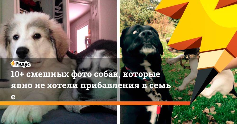 10+ смешных фото собак, которые явно нехотели прибавления всемье