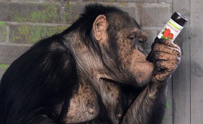 Svenska Dagbladet (Швеция): чему мы можем научиться у пьяной обезьяны?