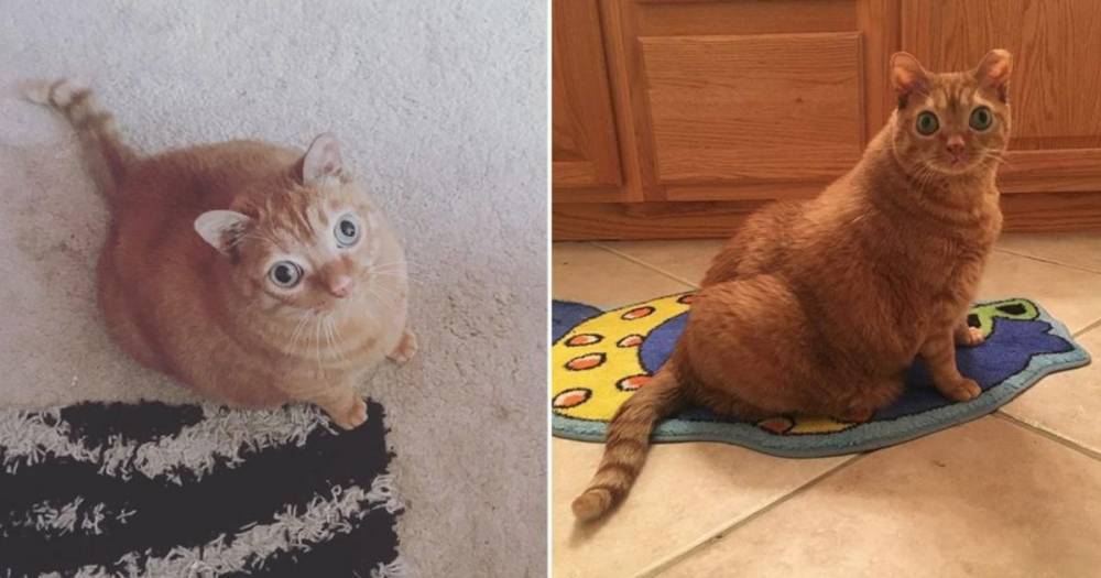 Косоглазая рыжая кошка-Картошка стала звездой в Сети