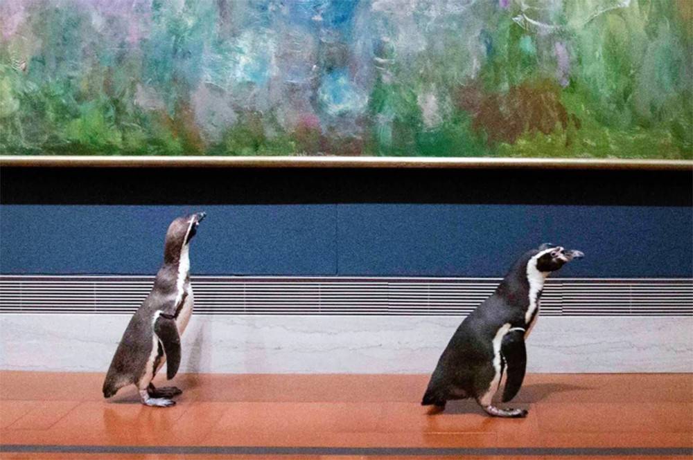 В США провели экскурсию для пингвинов в закрытом из-за карантина музее