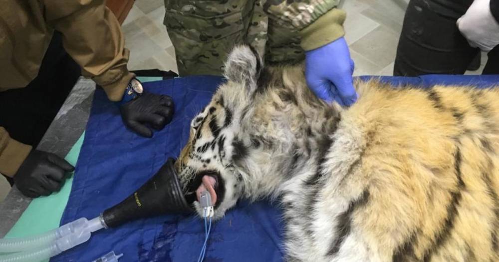 Видео: в Приморье спасли истощенного амурского тигренка-сироту