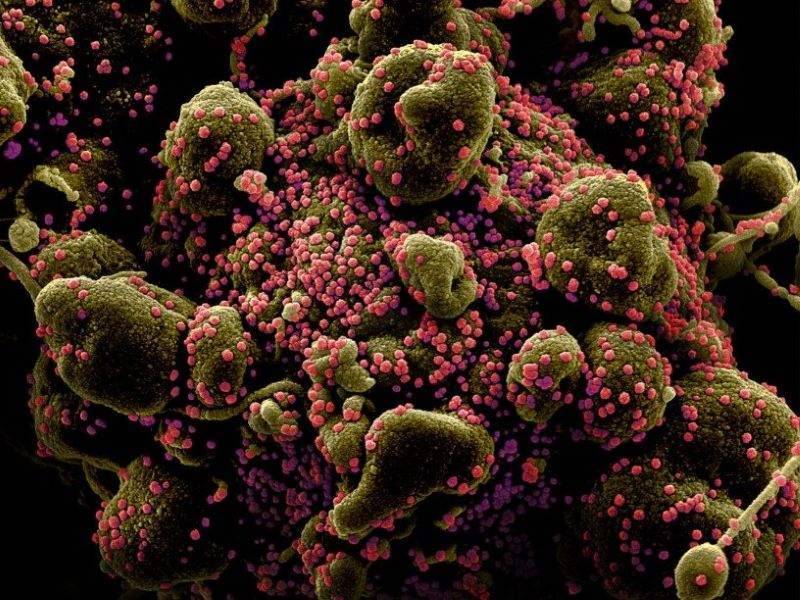 Академик РАН назвал три разновидности коронавируса