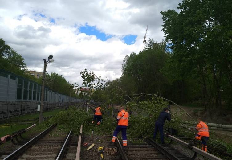 Движение на Филевской линии восстановили после падения дерева на пути