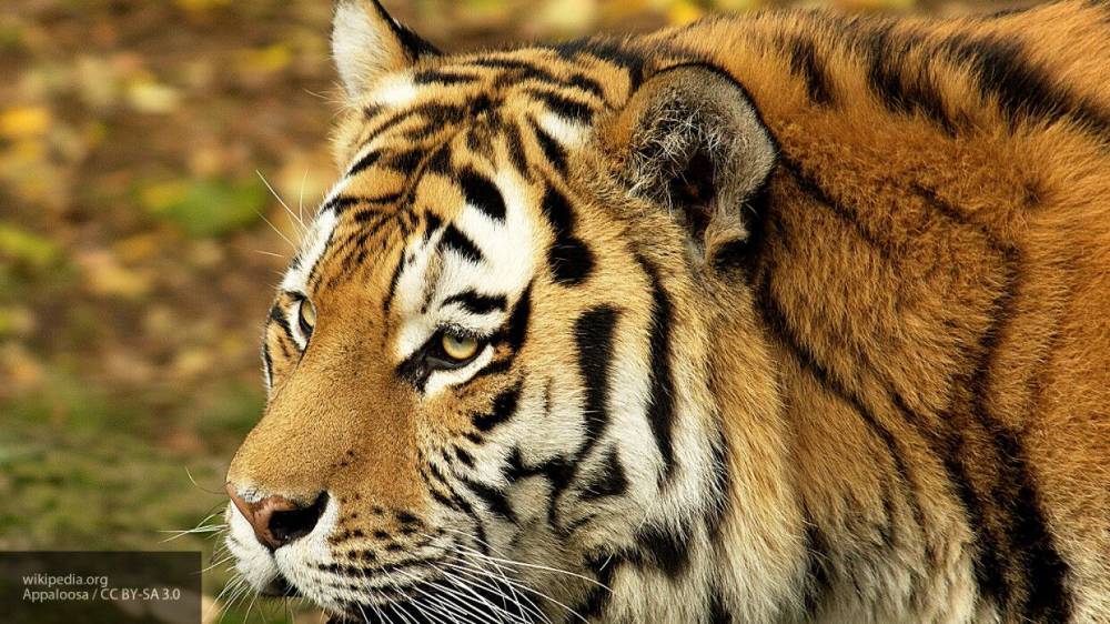 Истощенного тигренка из Приморского края спасли от голодной смерти