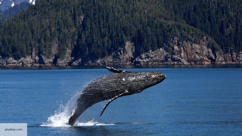 Британские СМИ восхитились мужеством русских туристов, повстречавших китов-убийц