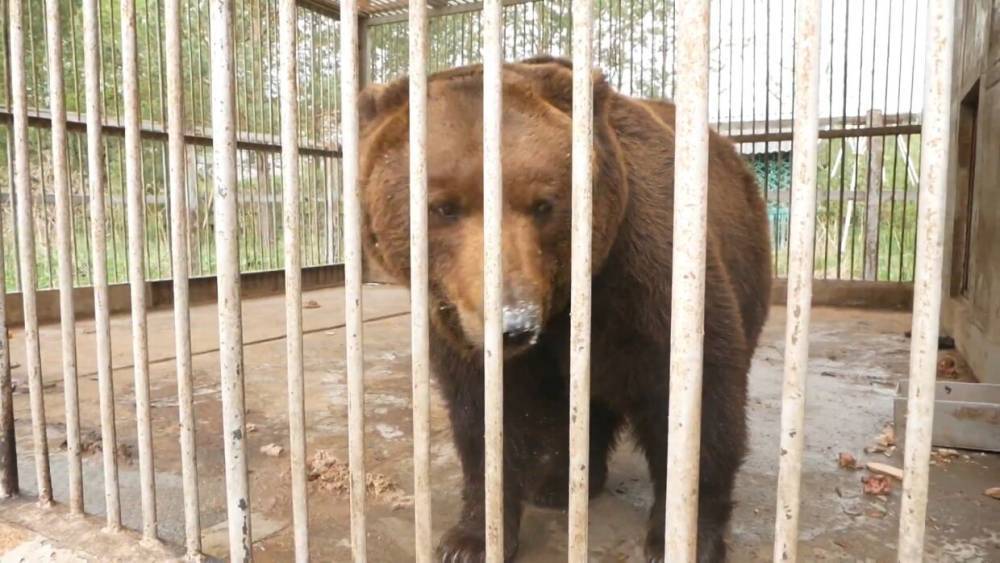 Спор о судьбе медведя из придорожного кафе разгорелся на Урале.