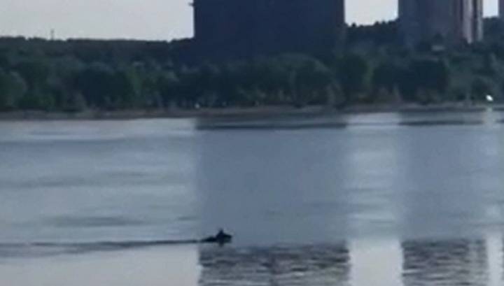 Плывущий по реке лось рассмешил жителей Новосибирска